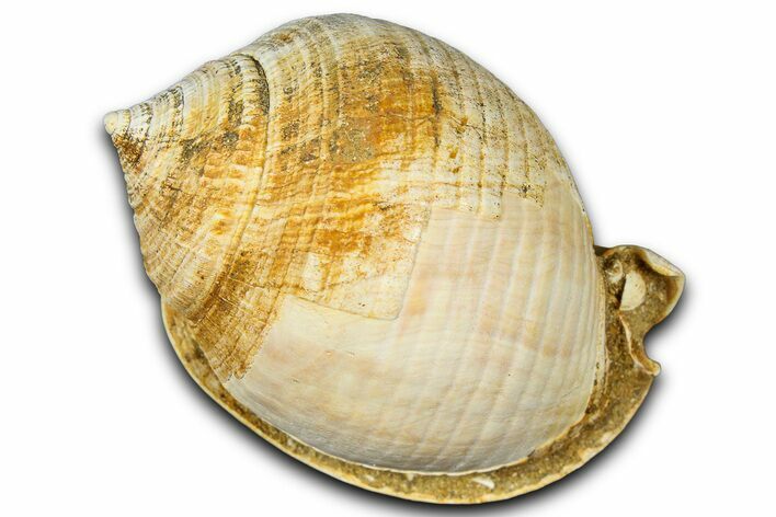 Miocene Fossil Sea Snail (Semicassis) Shell - France #365497